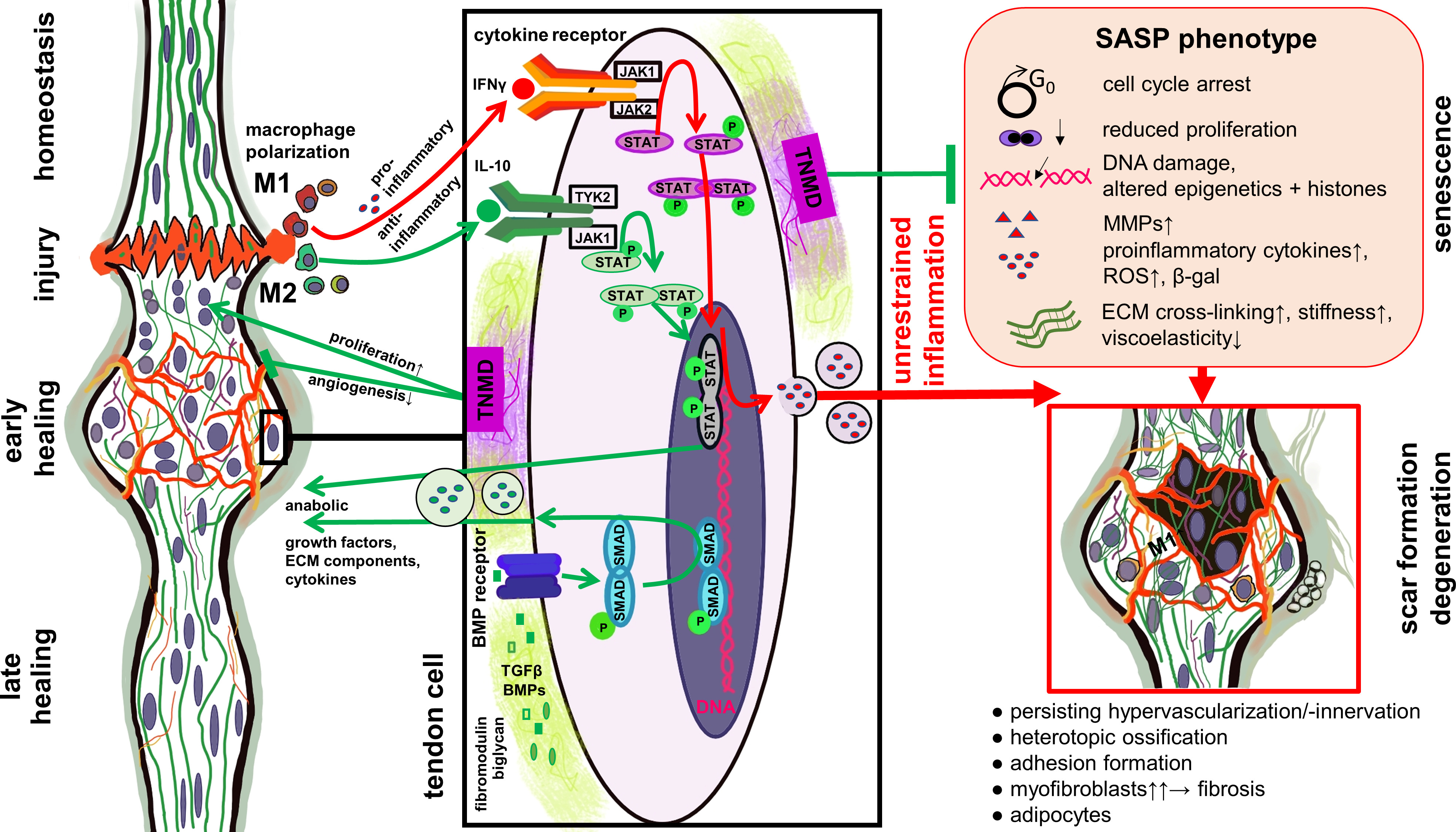 Fig. 3 
            Role of Janus kinase signal transducer and activator of transcription (JAK/STAT) and bone morphogenetic protein (BMP) pathways in tendon healing and degeneration. Simplified scheme of selected signalling pathways involved in tendon healing. The balance of M1 and M2 macrophage polarization plays a central role in resolving the inflammatory phase and affects the outcome of tendon healing. Proinflammatory cytokines released during dominant and prolonged M1 macrophage polarization stimulate molecular factors released in response of the JAK/STAT pathway activation, which can trigger the senescence-associated secretory phenotype (SASP) shift of tendon cells. SASP is associated with degenerative features in healing tendons. Mediators released during M2 macrophage polarization, including anti-inflammatory cytokines such as interleukin (IL)-10, stimulate other parts of the JAK/STAT pathway. Proteoglycans such as biglycan and fibromodulin can bind and stabilize growth factors activating the BMP pathway. Tenomodulin produced by the tendon cells can exert pro-proliferative effect as well as protective roles against cellular senescence and unrestrained angiogenesis. The image was created by G. G. Schulze-Tanzil using Krita 4.1.7 (Krita Foundation, The Netherlands). β-gal, β-galactosidase; ECM, extracellular matrix; IFNγ, interferon γ; MMP, matrix metalloproteinase; ROS, reactive oxygen species; TGFβ, transforming growth factor β; TNMD, tenomodulin.
          